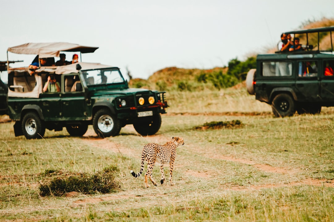 Photo Safari jeep
