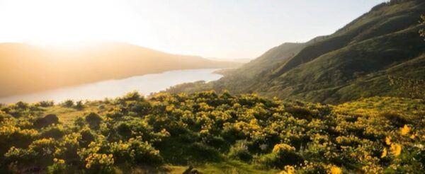 SGS a primit acreditarea oficiala Verra ca organism de validare si verificare VCS